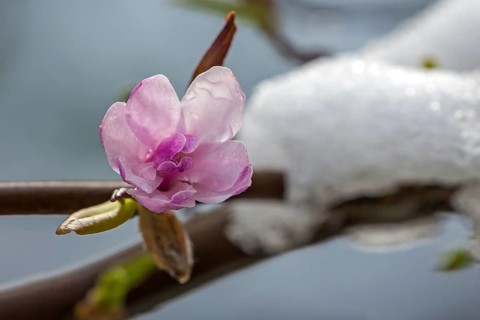 Bluete der Sternmagnolie