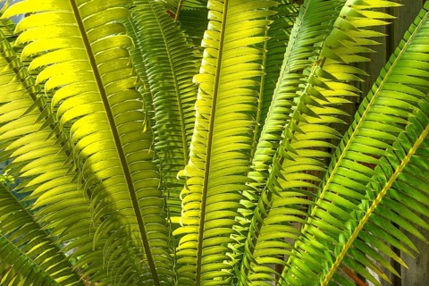 Leaves of Mexican Giant Palm Fern