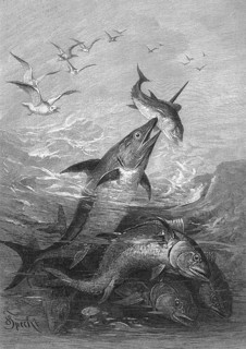 Schwertfisch auf der Jagd nach Thunfisch