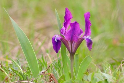 European dwarf iris