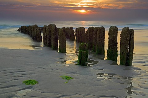 Algae-covered groynes at sunset on the beach of Rantum