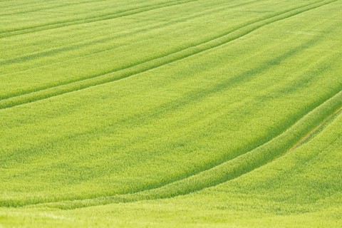 View over a grain field