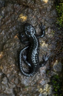 Alpine salamander