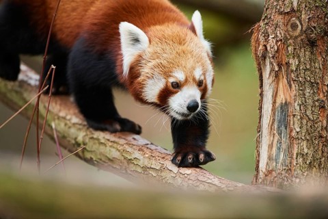 Red panda