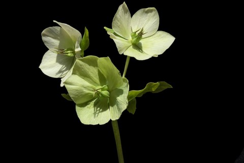 Flowers of a christmas rose