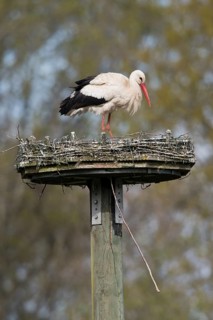 Weissstorch