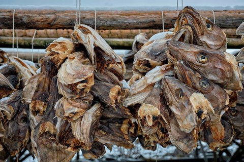 Drying flakes with stockfish cod fish heads in winter. Reine fishing village