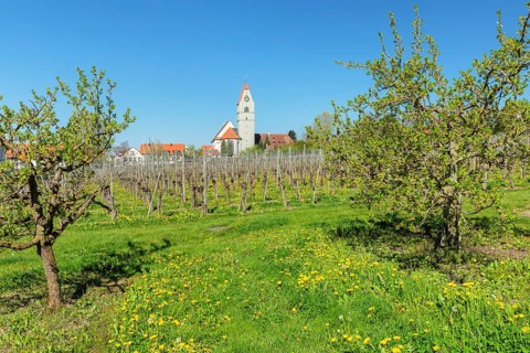 Fruit tree blossom in spring