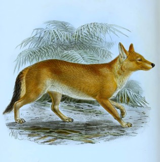 Red dog