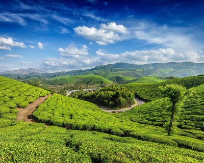 Green tea plantations in the morning