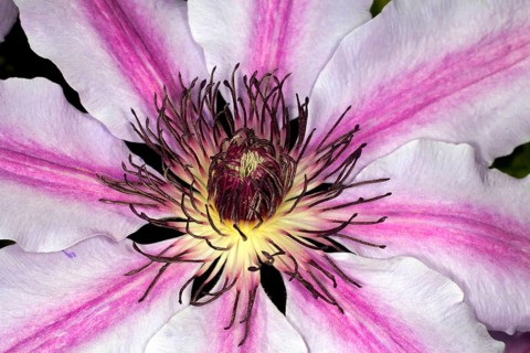 Close-up of a climbing plant