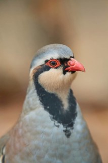 Common rock partridge