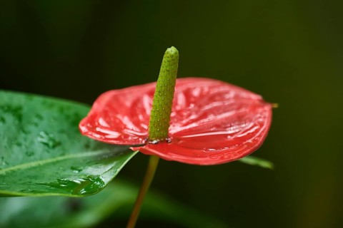 Flamingo flower