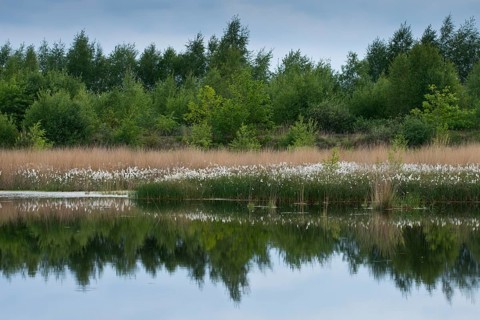 Common cottongrass