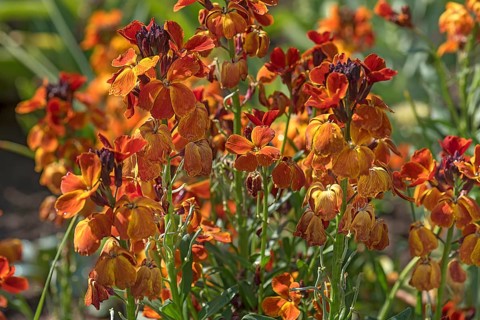 Flowering wallflower