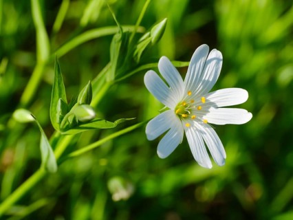 Flowering great greater stitchwort