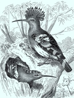 Hoopoe