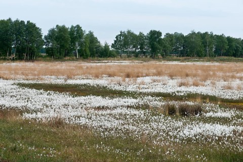 Common cottongrass