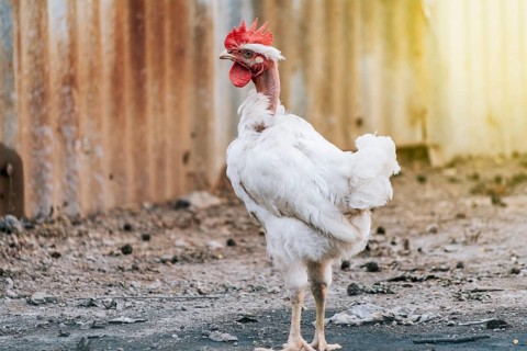 Beautiful breed rooster in the yard