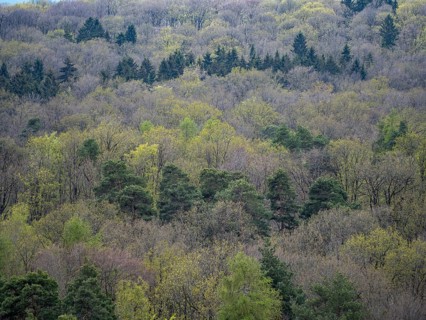 Baeume im Naturpark Schoenbuch bei Herrenberg