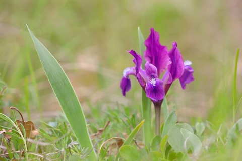 European dwarf iris