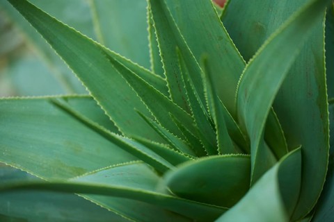Hard aloe