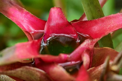 Blushing Bromeliad
