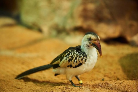 Northern red-billed hornbill