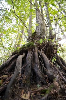 Mixed beech forest