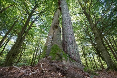 Darss primeval forest