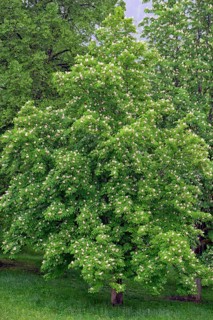 Horse chestnut