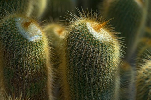 Cacti