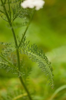 Gemeine Schafgarbe