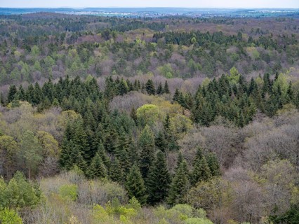 Baeume im Naturpark Schoenbuch bei Herrenberg