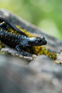 Alpine salamander