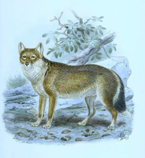Polarwolf