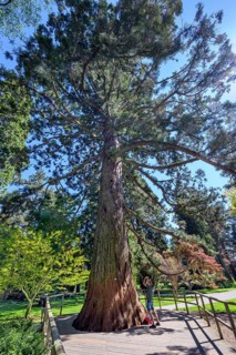 Giant sequoia