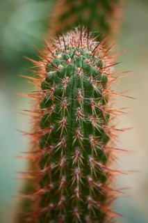 Organ pipe cactus