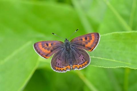 Blue iris fire butterfly