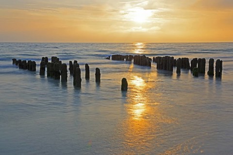 Algae-covered groynes at sunset on the beach of Rantum