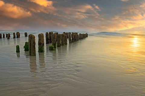 Algae-covered groynes at sunset on the beach of Rantum