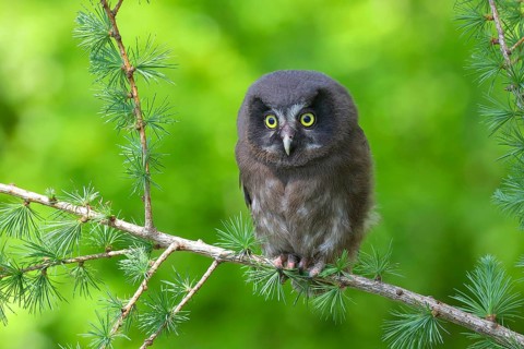 Tengmalm's Owl