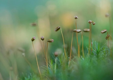 Common haircap moss