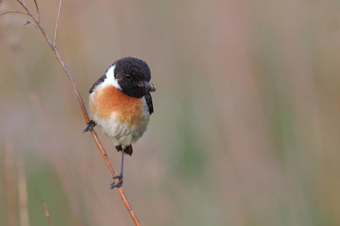 Stonechat