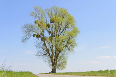 Poplar