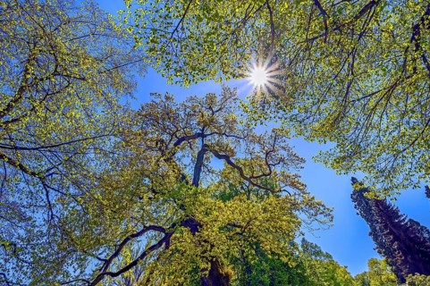 Extremely curved branches of a lime tree