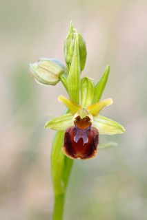 Small spiderwort