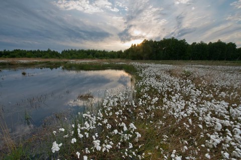 Common cottongrass