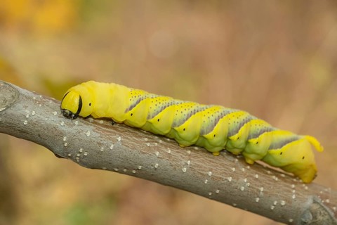 Larva