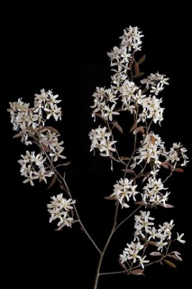 Branch of a flowering snowy mespilus